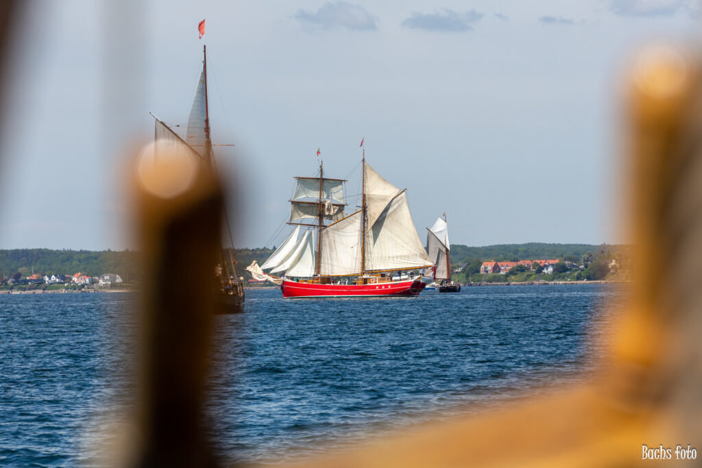 Romregatta-deltagere. Bachs FOTO