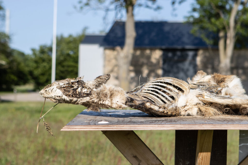 Kær Vestermark. Foto: Ole Kæhler
