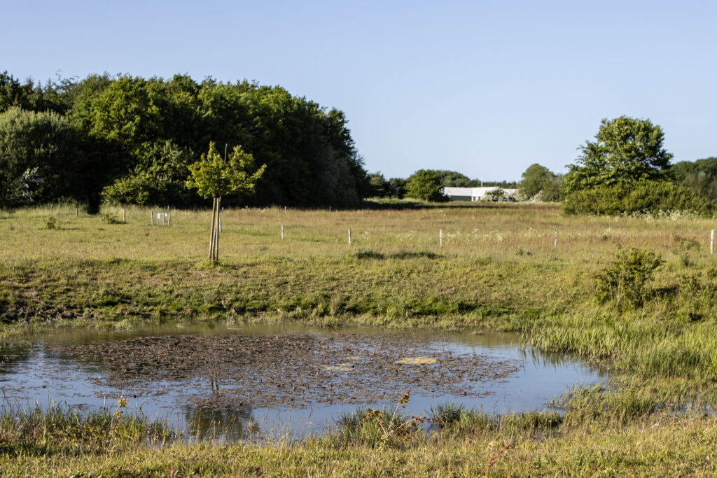 Kær Vestermark. Foto: Ole Kæhler