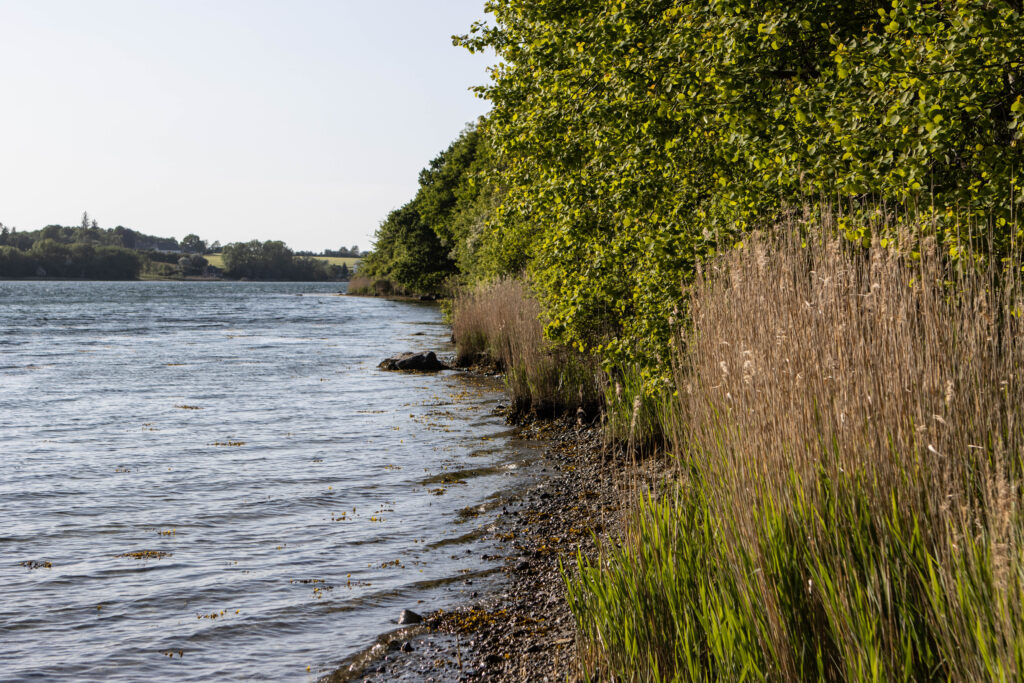 Kær Vestermark. Foto: Ole Kæhler