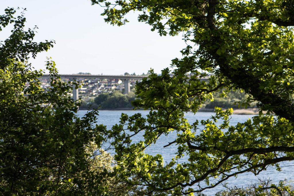 Kær Vestermark. Foto: Ole Kæhler