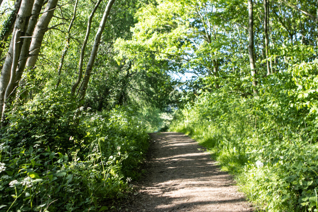 Kær Vestermark. Foto: Ole Kæhler