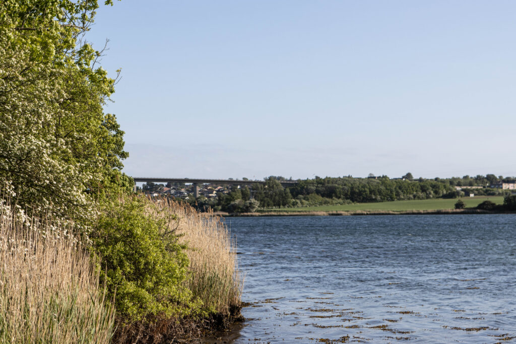 Kær Vestermark. Foto: Ole Kæhler