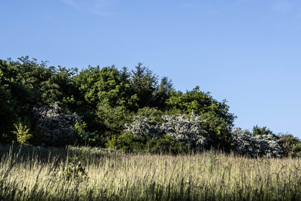 Kær Vestermark. Foto: Ole Kæhler