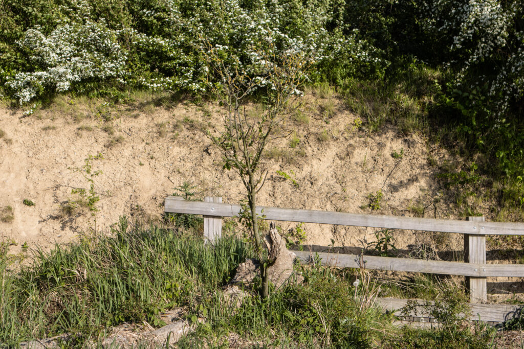 Kær Vestermark. Foto: Ole Kæhler