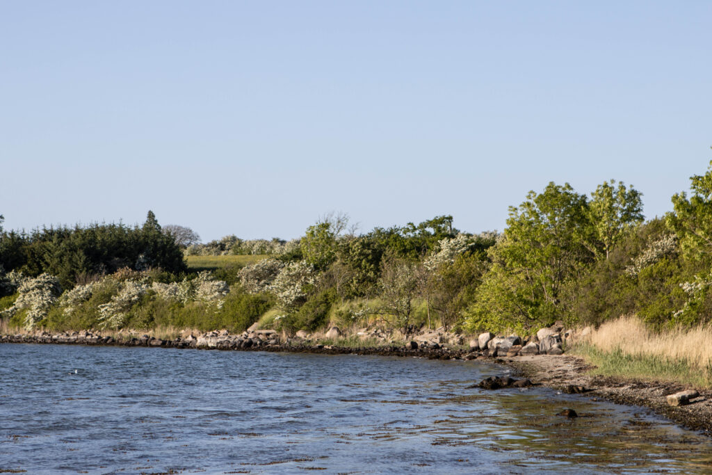 Kær Vestermark. Foto: Ole Kæhler
