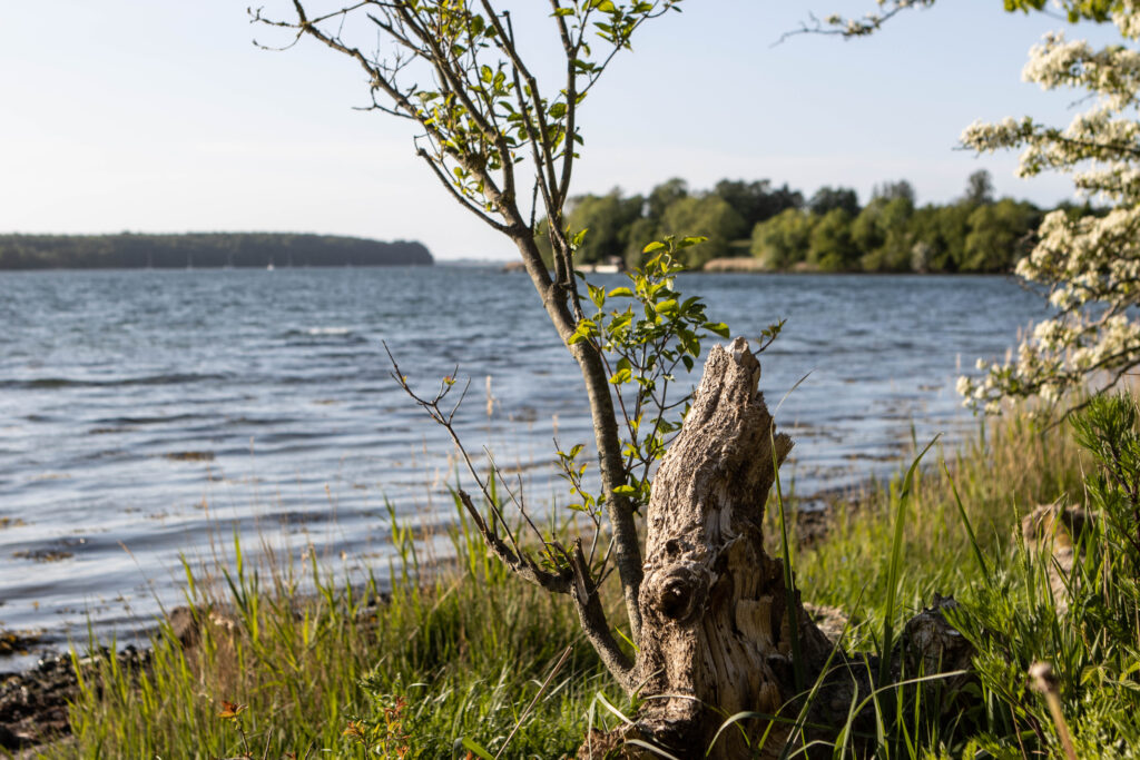 Kær Vestermark. Foto: Ole Kæhler