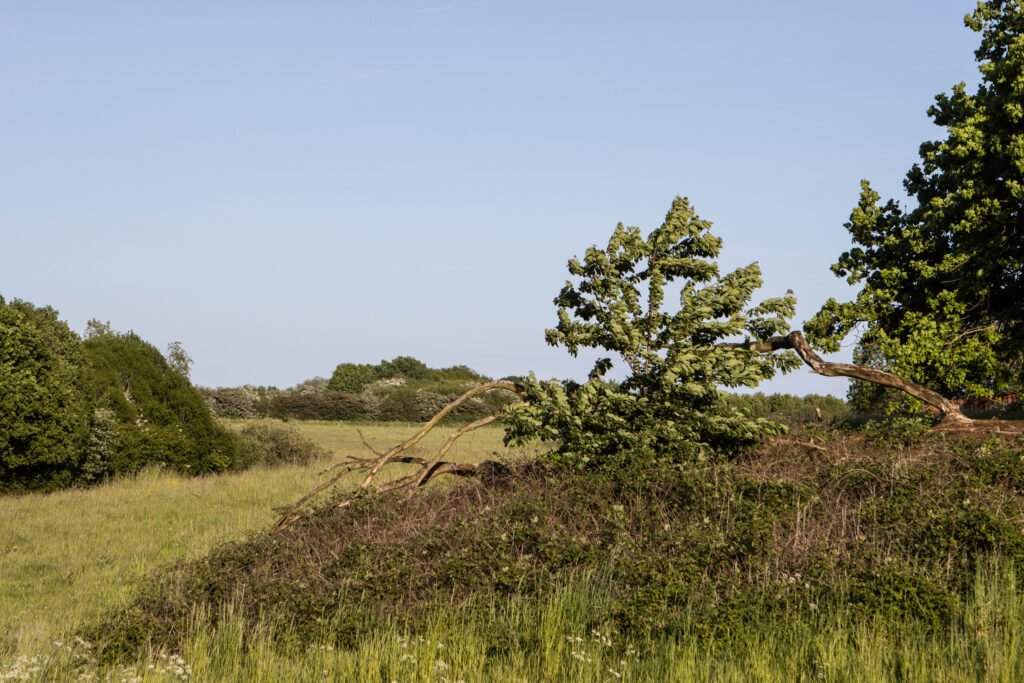 Kær Vestermark. Foto: Ole Kæhler