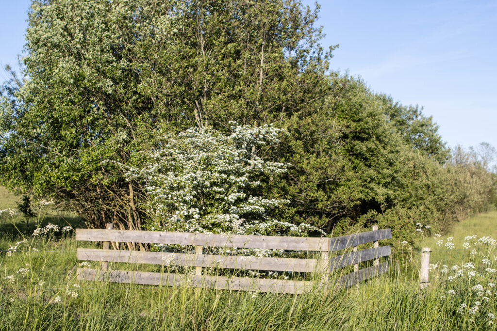 Kær Vestermark. Foto: Ole Kæhler
