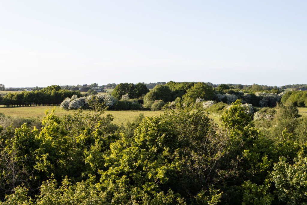 Kær Vestermark. Foto: Ole Kæhler