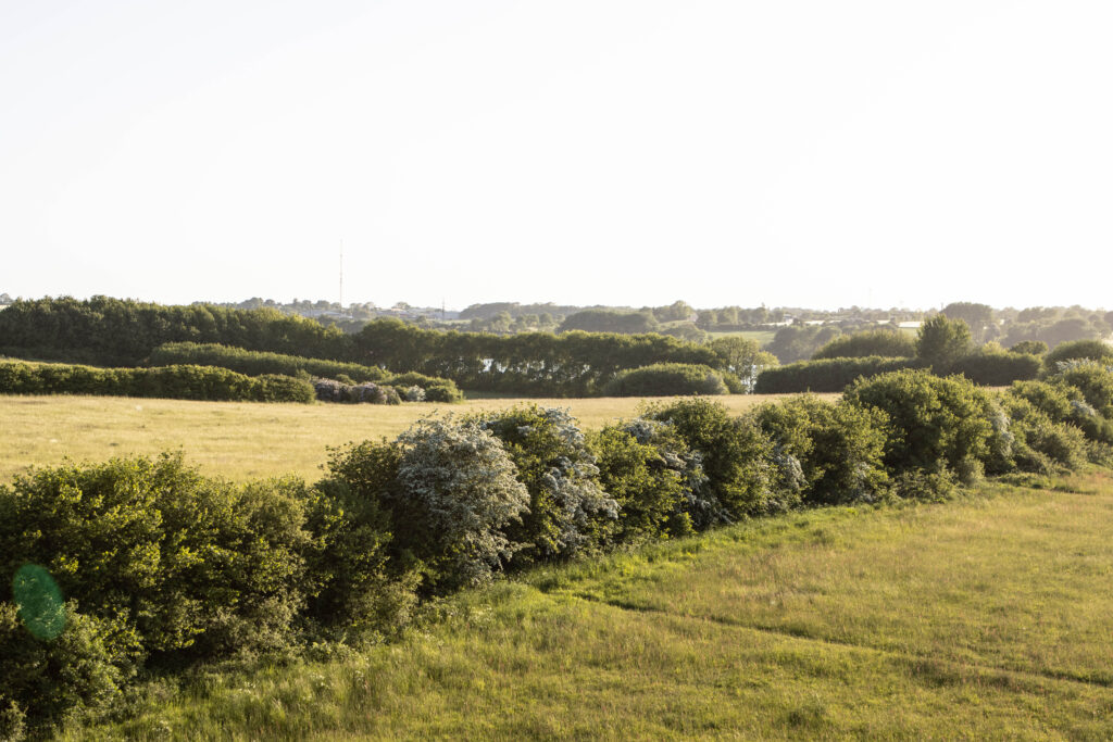 Kær Vestermark. Foto: Ole Kæhler