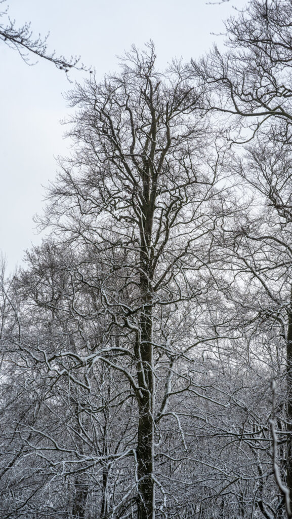 Vintervejr. Bachs Foto