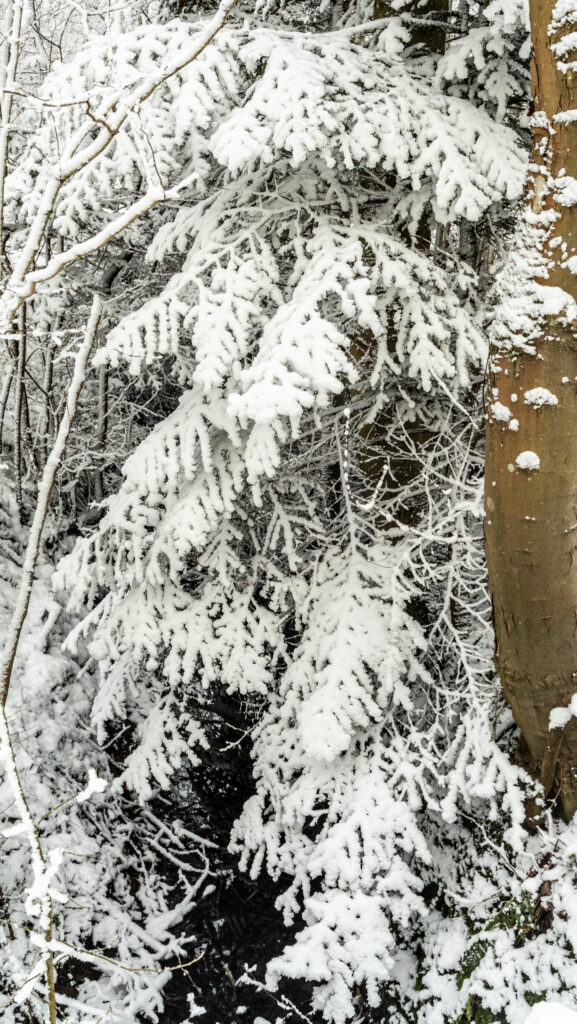 Vintervejr. Bachs Foto