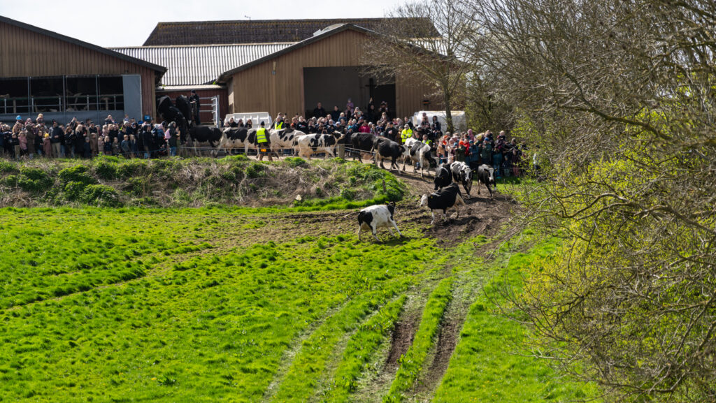 Køerne danser. Foto: Bo Bach & Ole Kæhler