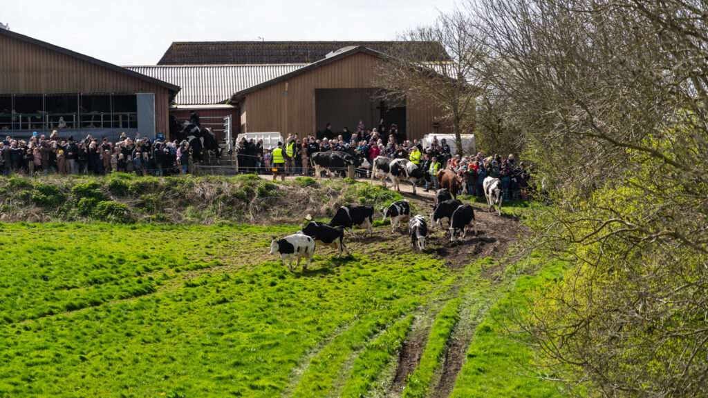 Køerne danser. Foto: Bo Bach & Ole Kæhler