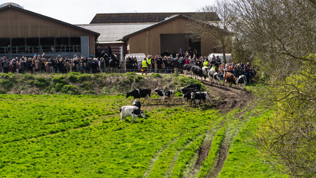Køerne danser. Foto: Bo Bach & Ole Kæhler