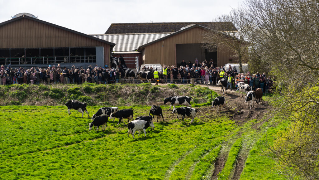 Køerne danser. Foto: Bo Bach & Ole Kæhler