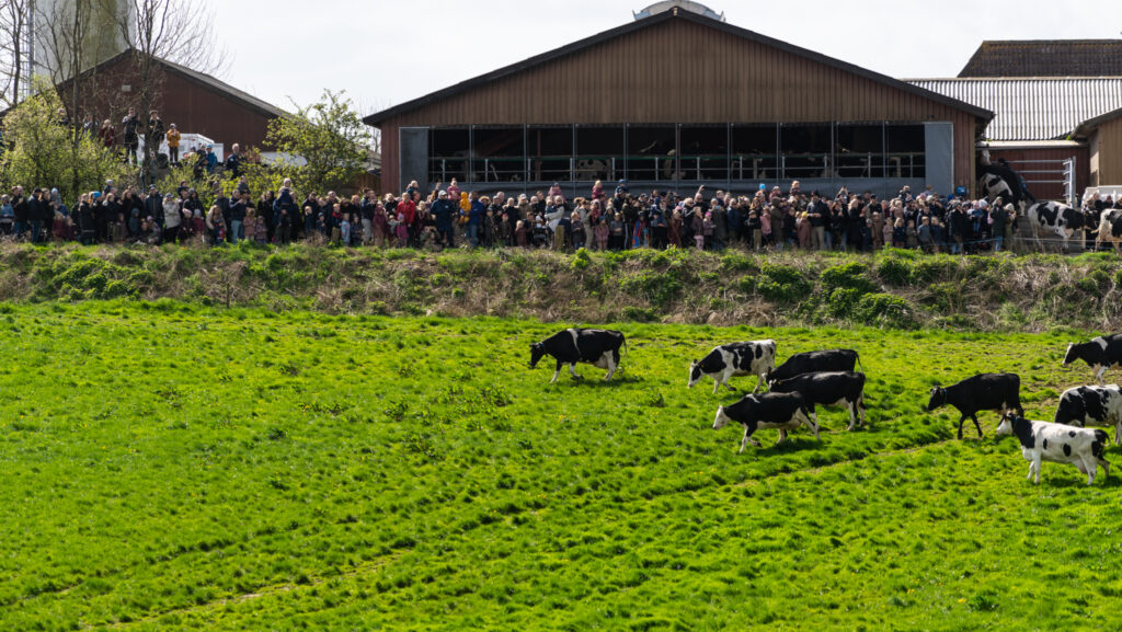 Køerne danser. Foto: Bo Bach & Ole Kæhler