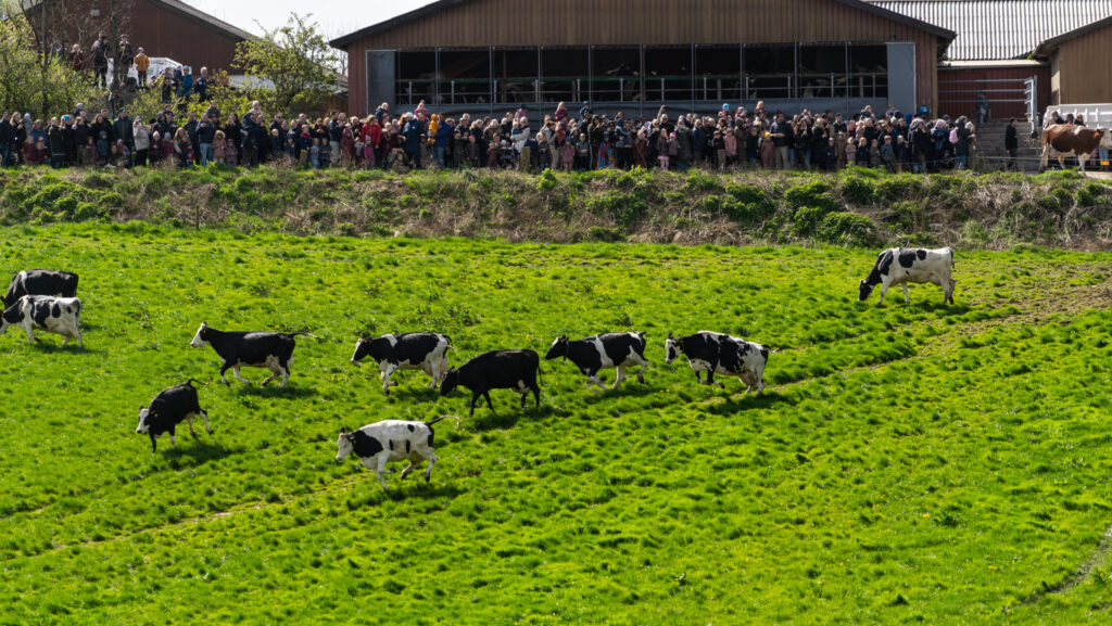 Køerne danser. Foto: Bo Bach & Ole Kæhler