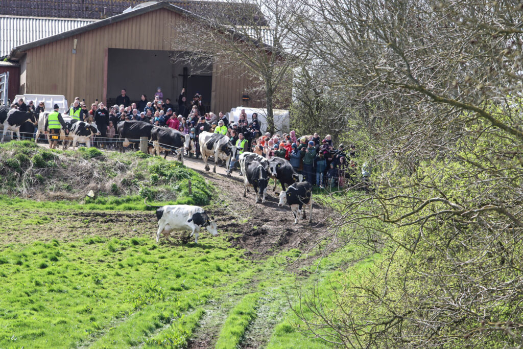 Køerne danser. Foto: Bo Bach & Ole Kæhler