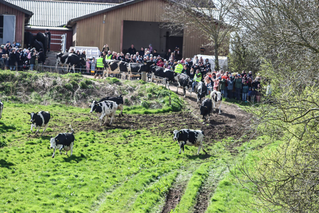 Køerne danser. Foto: Bo Bach & Ole Kæhler
