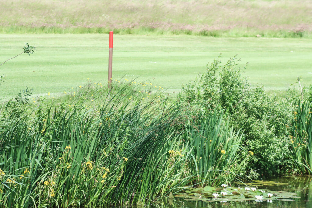 Lyserød golf. Foto: Ole Kæhler