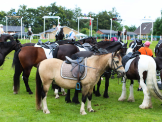Ringridning. Foto: Ole Kæhler