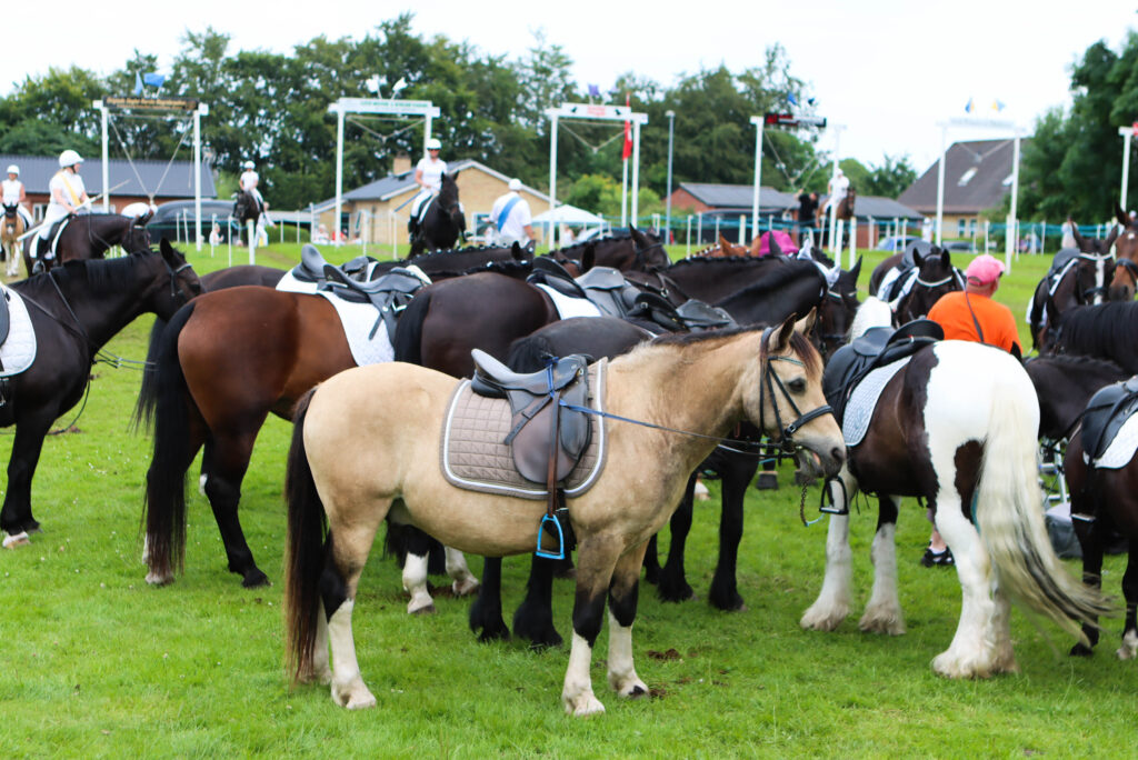 Ringridning. Foto: Ole Kæhler