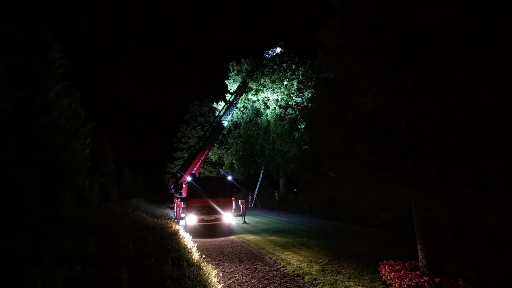 Kat i træ. Bachs Foto
